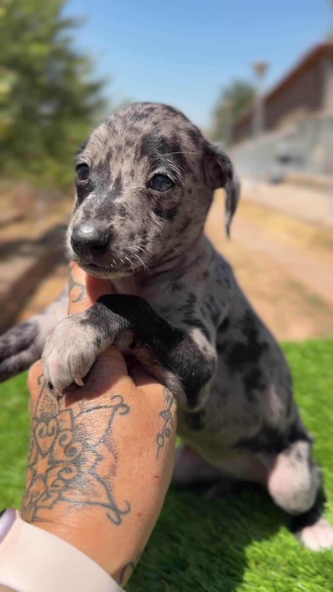 Pequeño Lebrel Italiano perros en venta: Piccolo italiano  - Video 4