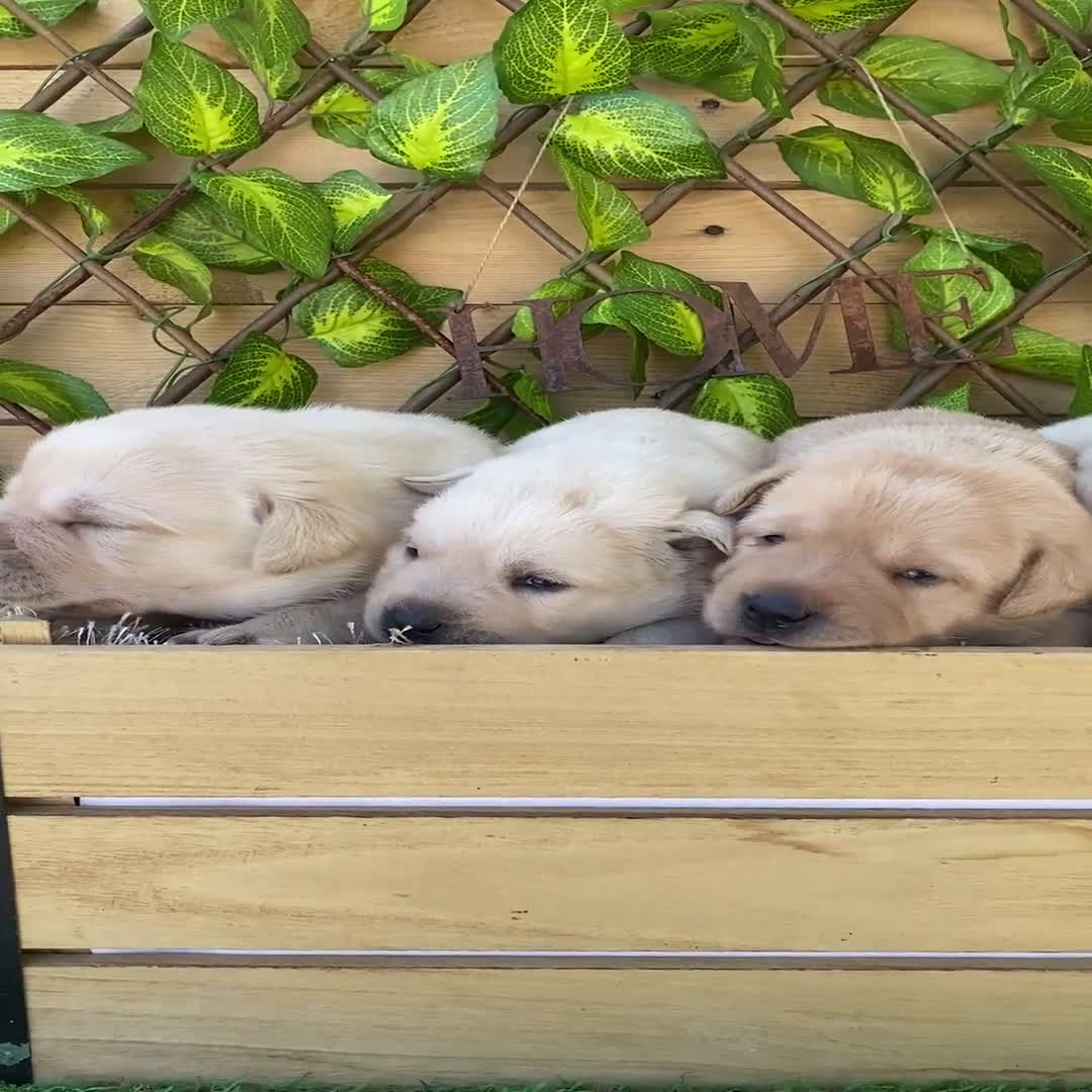 Labrador Retriever perros en venta: Camada de Faustina - Video 1
