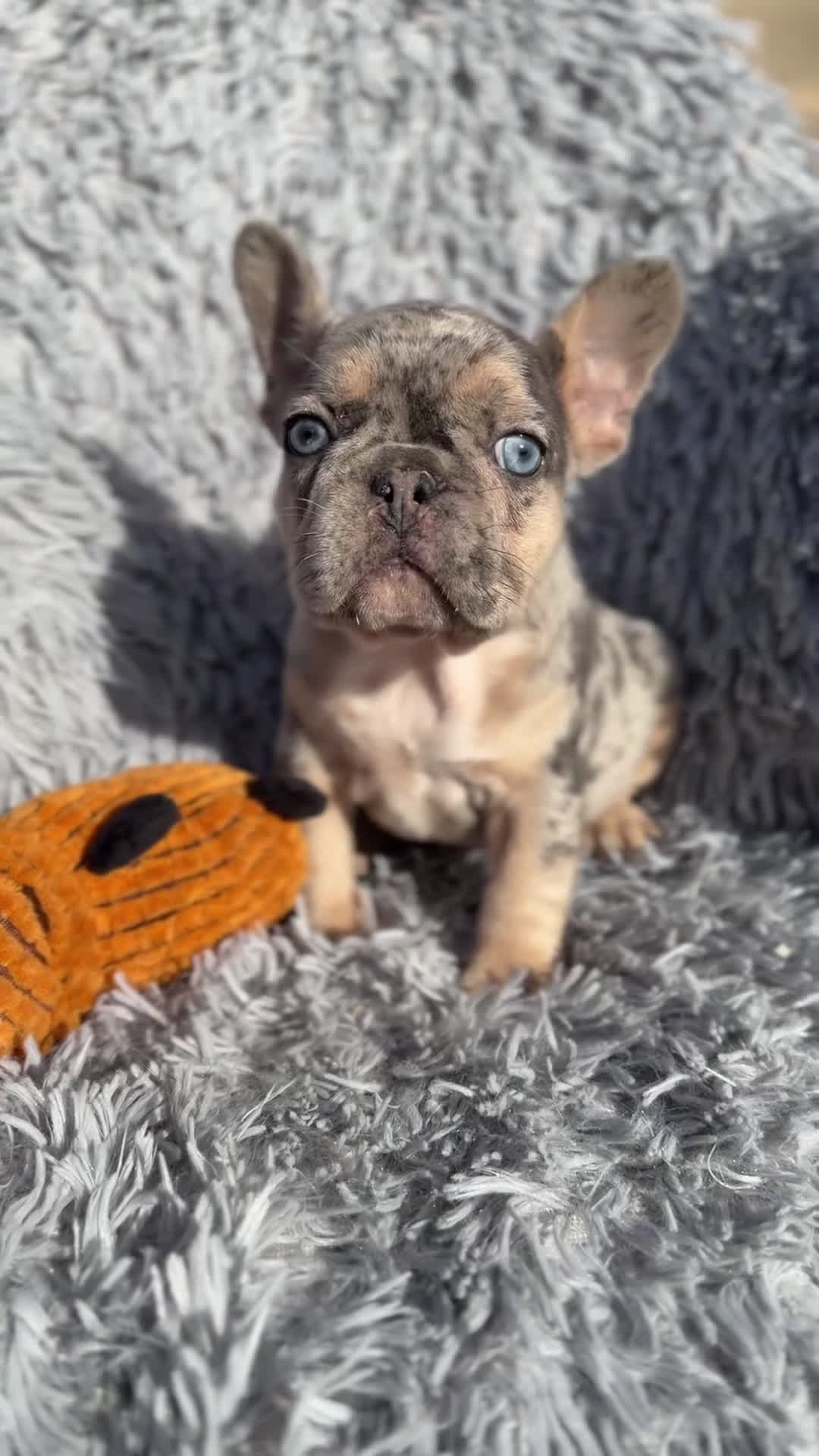 Bulldog Francés perros en venta: Bulldog Merle exótica  - Video 1