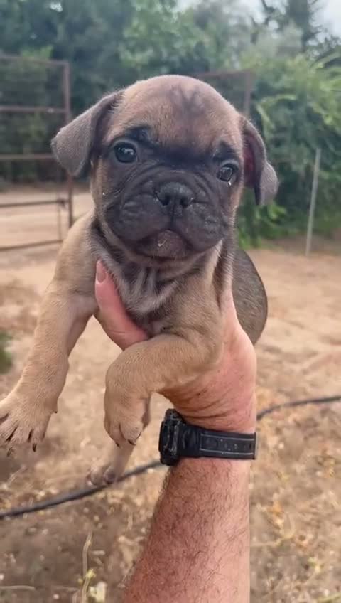 Bulldog Francés perros en venta: Bulldog frances  - Video 1