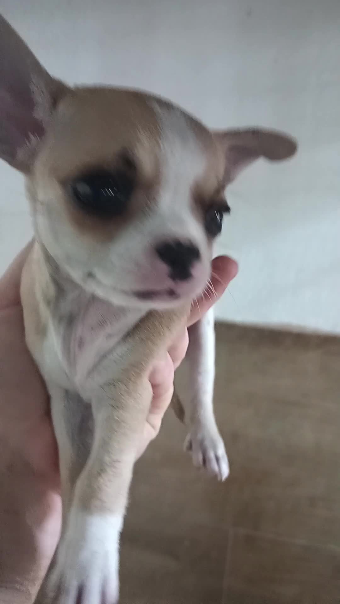 Chihuahua perros en venta: Chihuahua toy  - Video 1