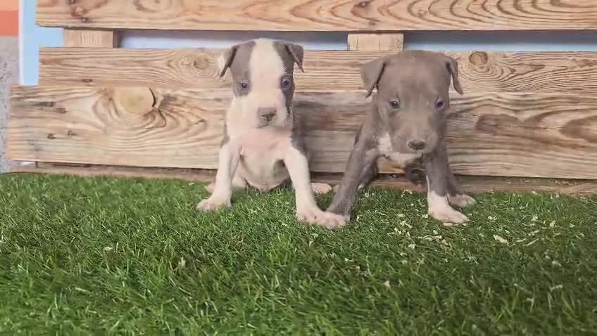 American Staffordshire-Terrier perros en venta: American Stanford  - Video 2