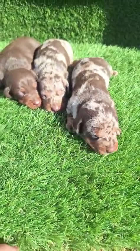 Teckel Miniatura perros en venta: Teckel kanichen machos chocolate y arlequín choco - Video 2