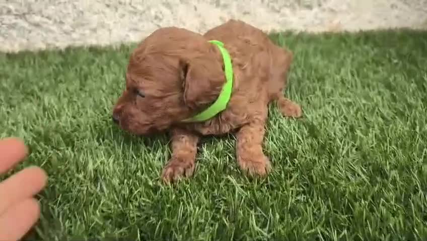 Caniche Toy perros en venta: Caniche Toy Rojo - Video 4