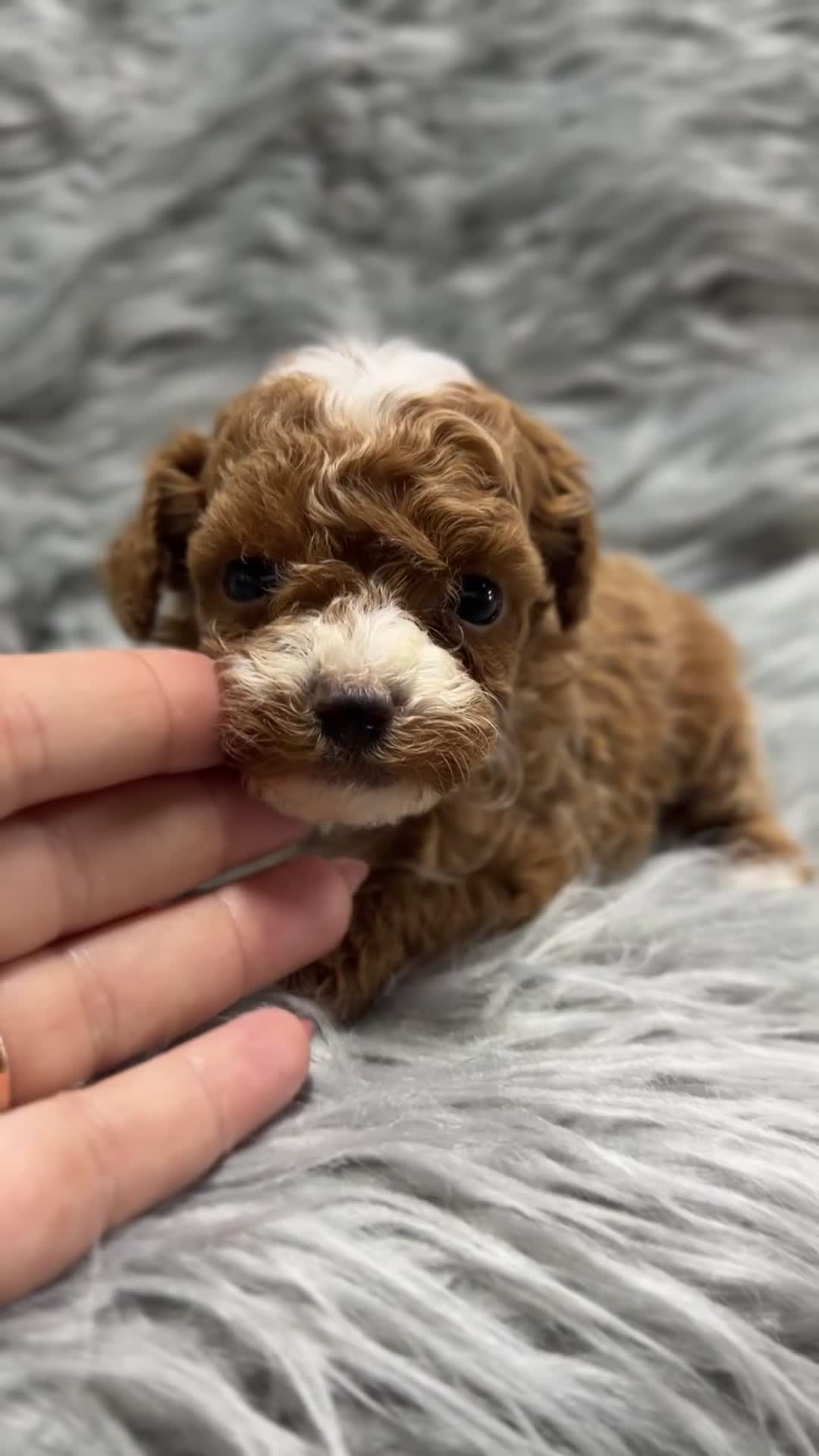 Maltipoo perros en venta: Maltipoo Minitoy  - Video 5