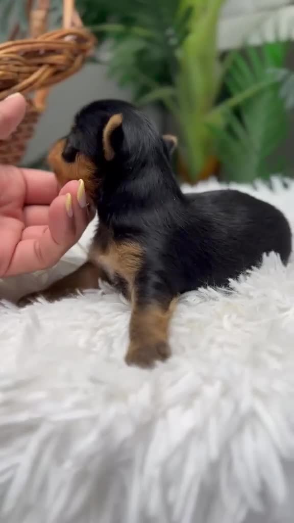 Yorkshire Terrier perros en venta: YORKSHIRE TERRIER  - Video 2