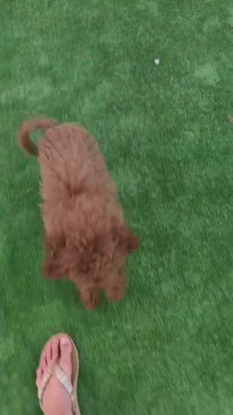 Caniche Toy perros en venta: Caniche Toy - Video 1