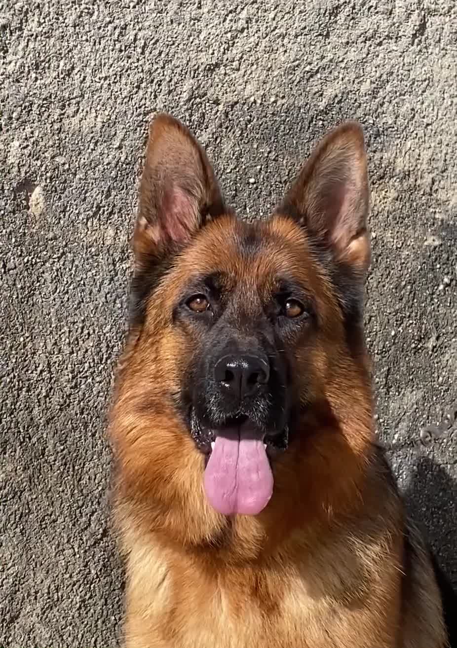 Pastor Alemán perros en venta: Cachorros De Pastor Alemán  - Video 1