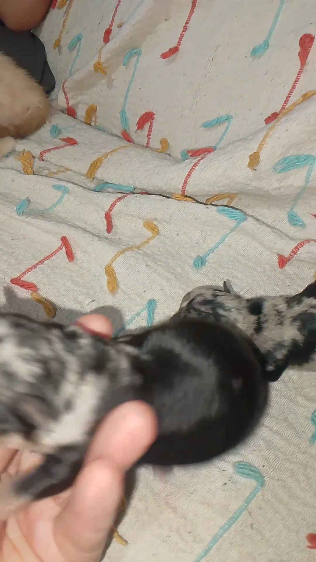 Chihuahua perros en venta: Chihuahua Merle macho  - Video 1