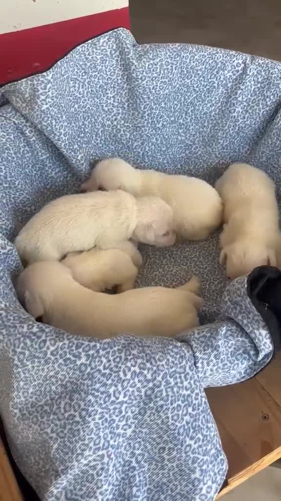 Schnauzer Miniatura perros en venta: CACHORRAS DE SCHNAUZER MINIATURA  - Video 1