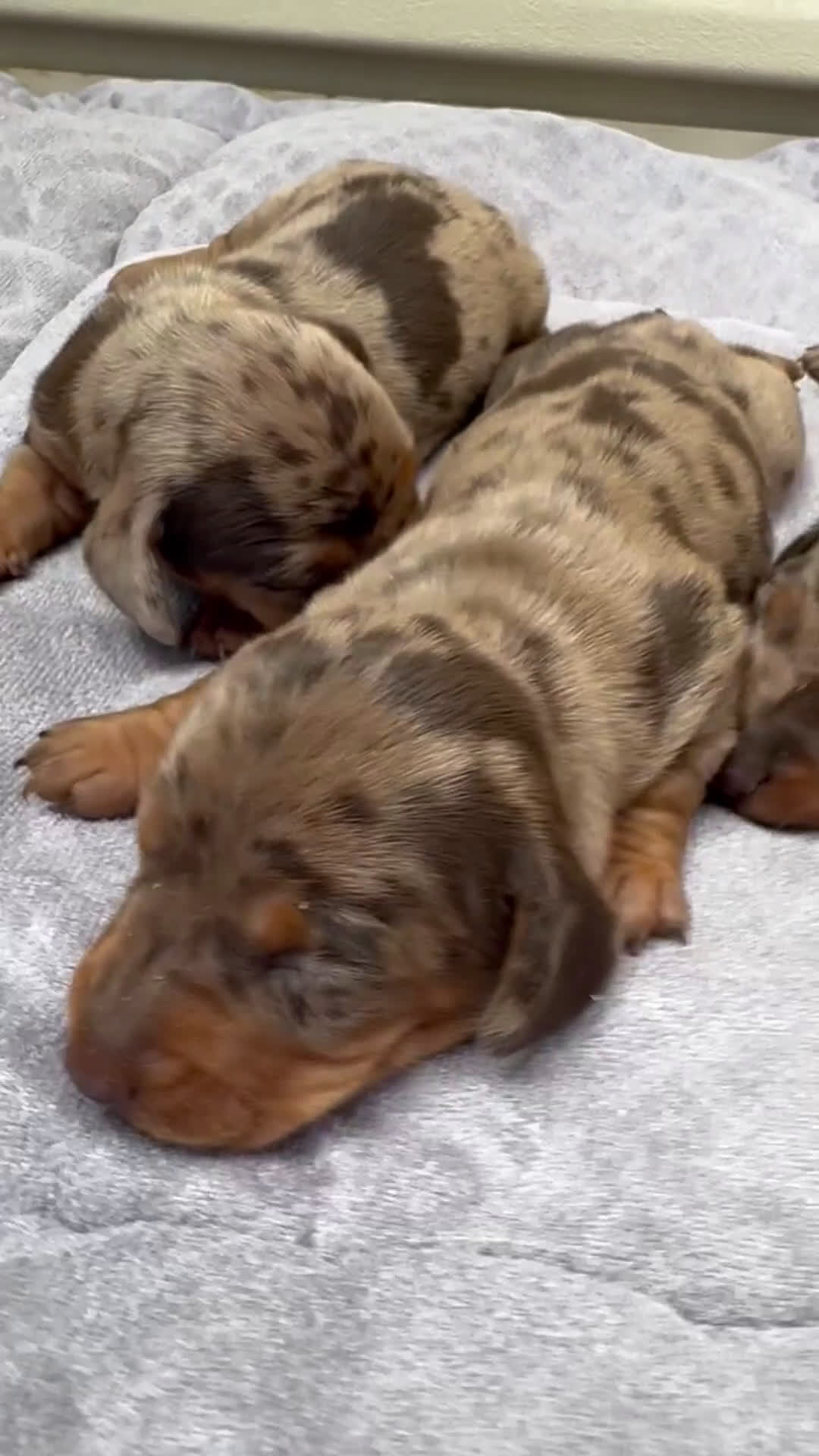 Teckel Miniatura perros en venta: 🐾 Kodat, Byron y Curry – Teckel miniatura 🐾 - Video 1