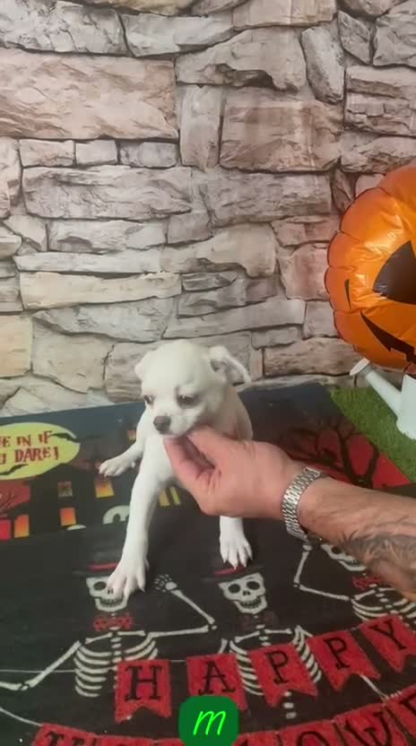 Chihuahua perros en venta: CHIHUAHUA BLANCO TOY - Video 1