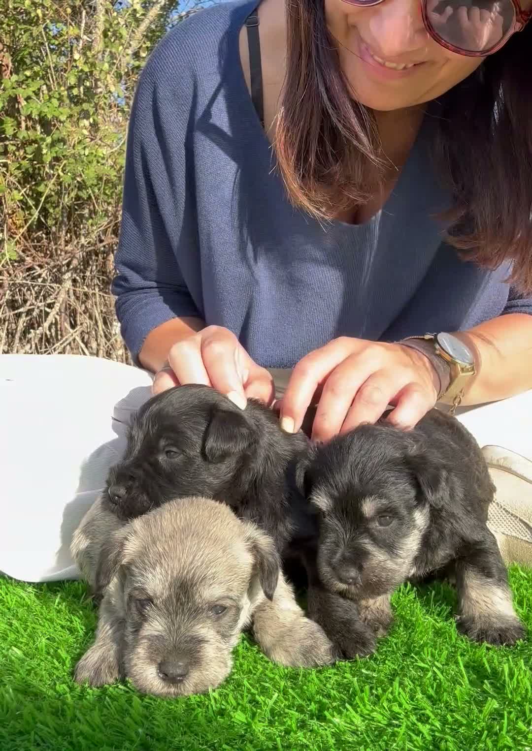 Schnauzer Miniatura perros en venta: SCHNAUZER MINI - Video 1