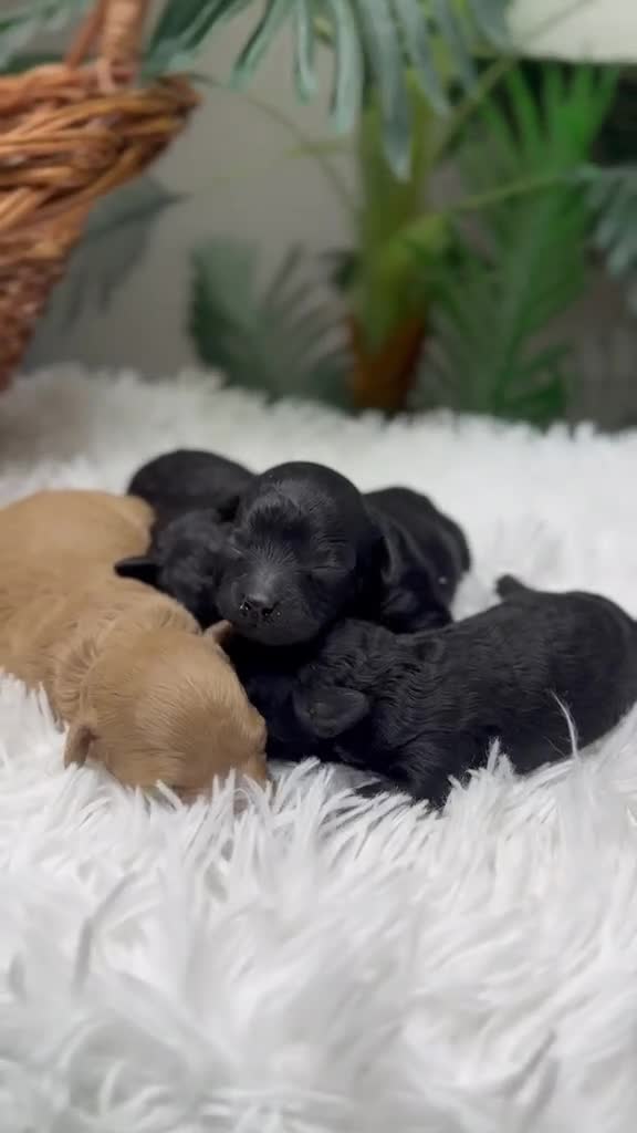 Caniche Toy perros en venta: CANICHE TOY 🎀 - Video 1