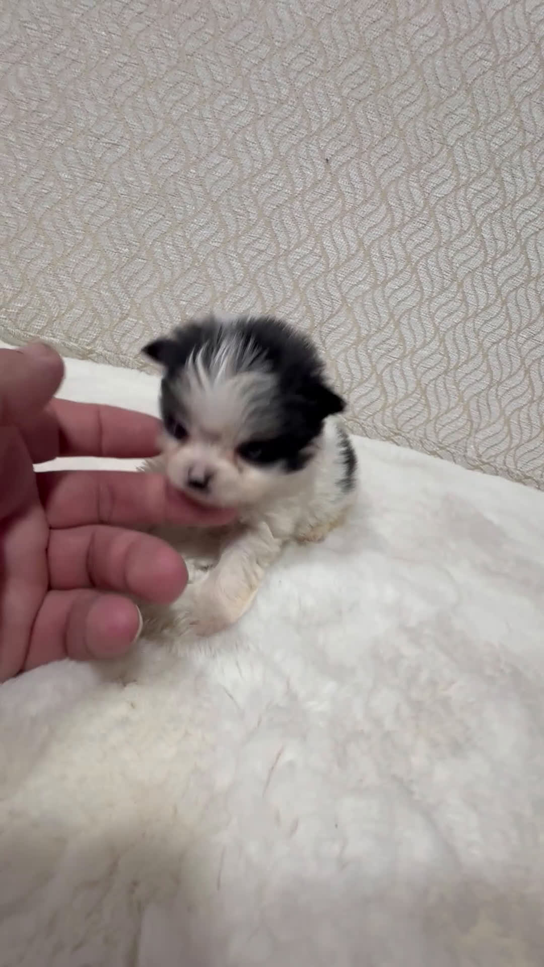 Pomerania perros en venta: Lulu Pomerania macho mini Toy color party - Video 1