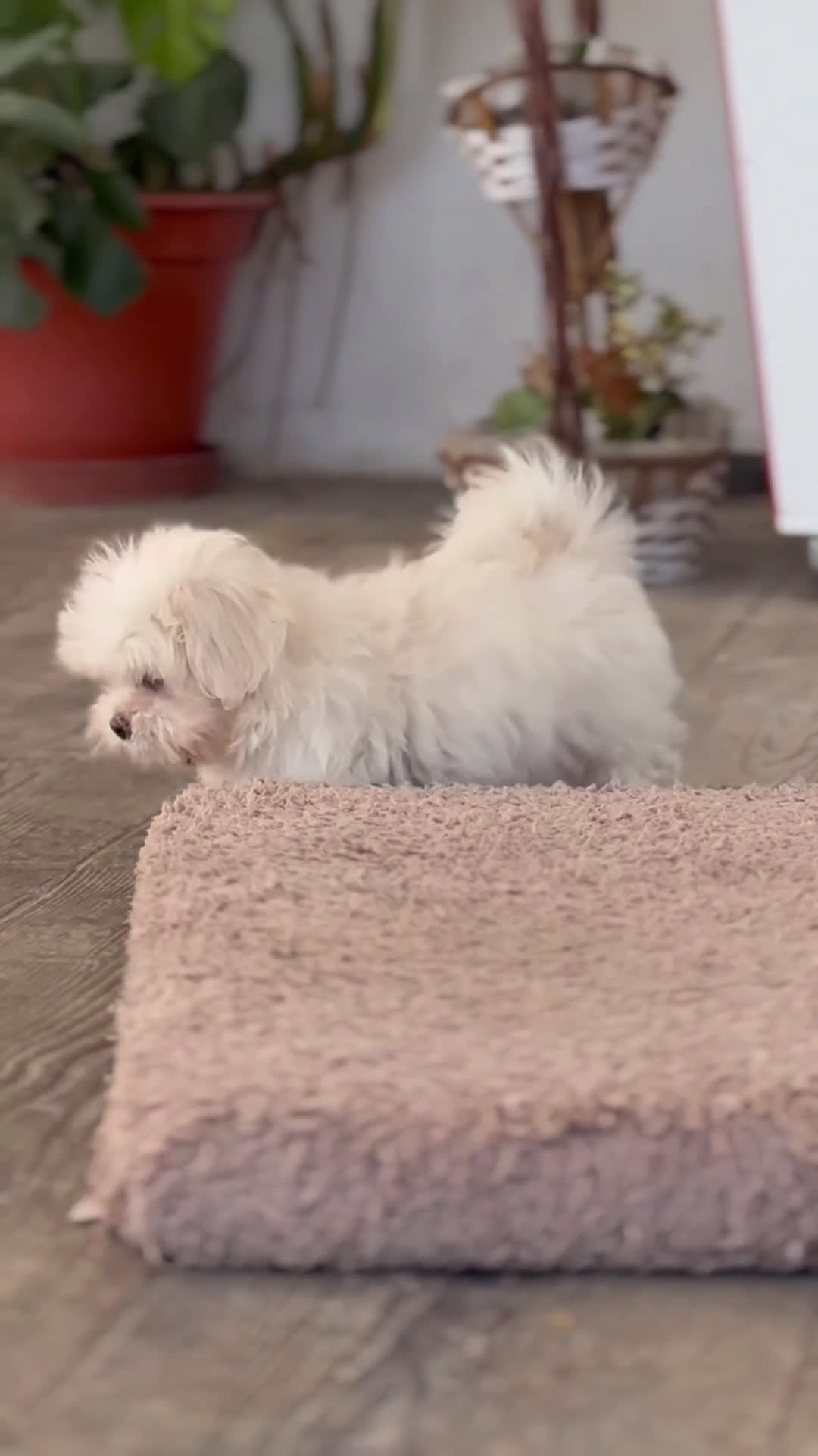 Maltipoo perros en venta: 🐾 Snow, Manolo y Paco –  Maltipoo 🐾 - Video 2