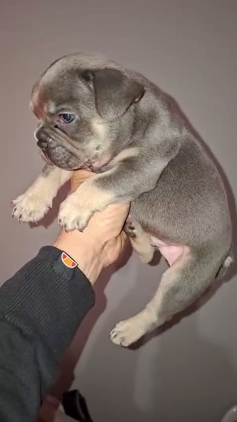 Bulldog Francés perros en venta: Bulldog frances blue tricolor  - Video 1