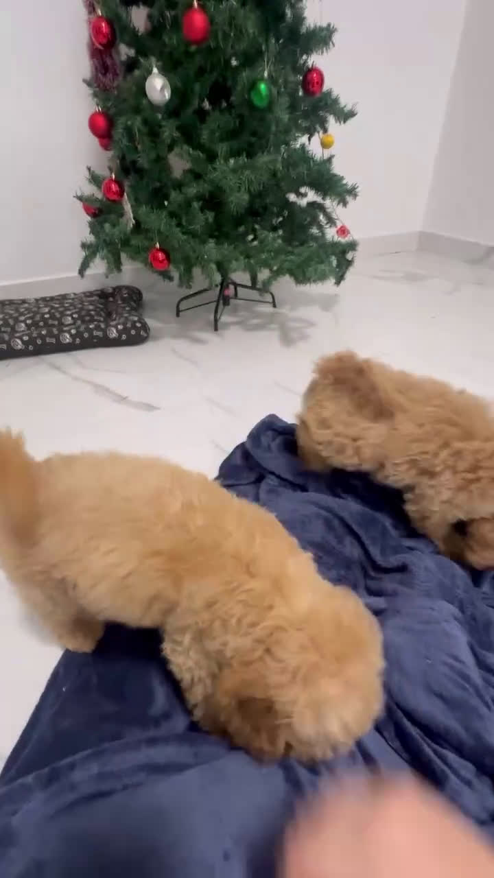 Caniche Enano perros en venta: Cachorras de caniche enano  - Video 2