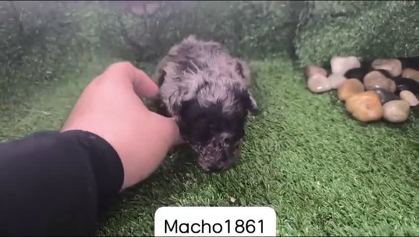 Caniche Toy perros en venta: Cachorros Caniche Toy   en Granada - Video 2