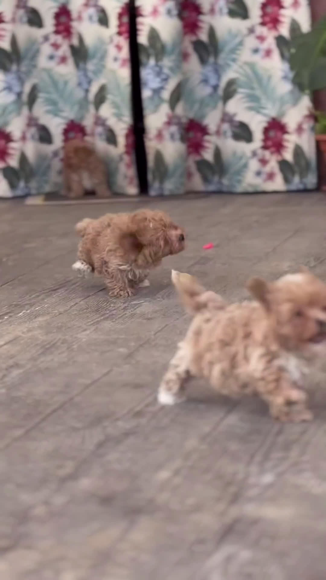 Maltipoo perros en venta: 🐾 Conoce a Yuki, una pequeña maltipoo 🐾 - Video 1
