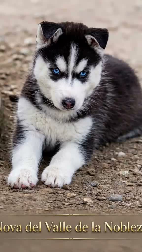 Husky Siberiano perros en venta: Perritas husky preciosas  - Video 1