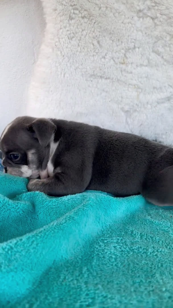 American Bully perros en venta: American bully en Illes Balears - Video 4