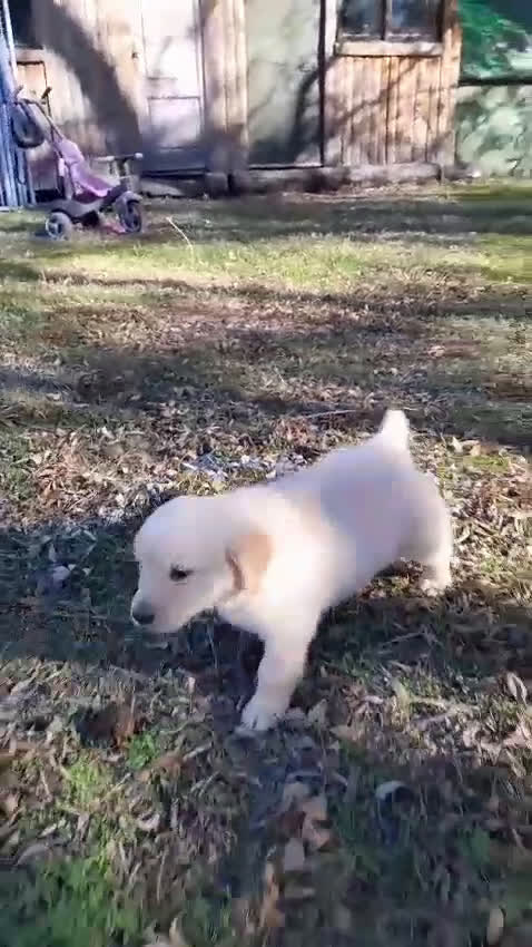 Golden Retriever perros en venta: Camadas de Golden - Video 3