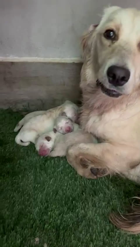 Golden Retriever perros en venta: GOLDEN RETRIEVER  - Video 1