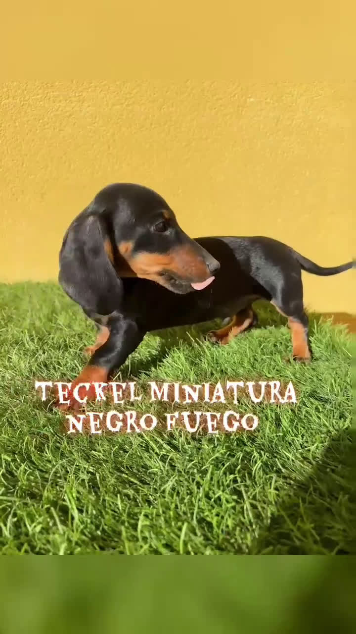 Teckel Miniatura perros en venta: Teckel miniatura negro fuego  - Video 1
