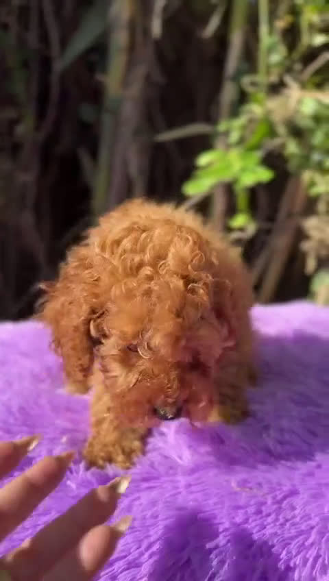 Caniche Enano perros en venta: Caniche roja hembra  - Video 1