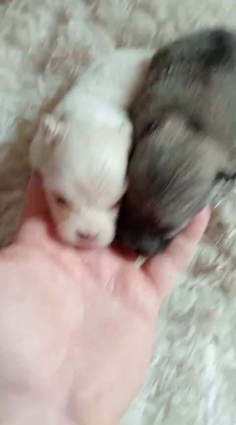 Pomerania perros en venta: Pomerania  - Video 2