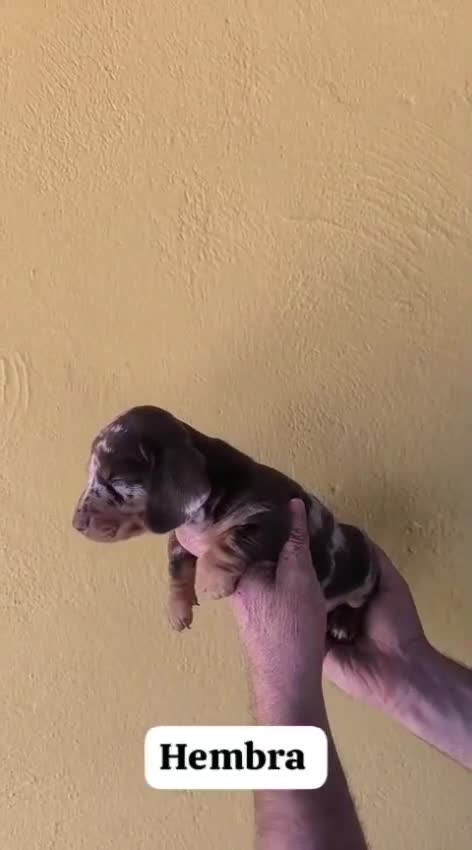 Teckel perros en venta: Teckel hembra - Video 1
