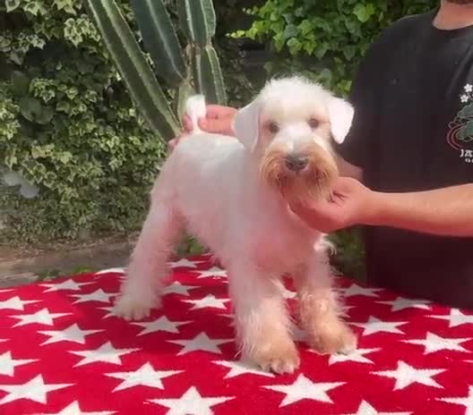 Schnauzer Mediano perros en venta: Schnauzer machos  - Video 1