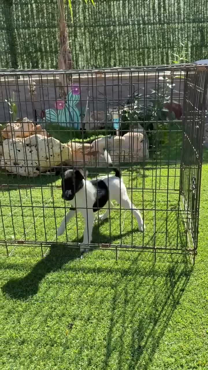 Fox Terrier de Pelo Liso perros en venta: Cachorra fox pelo liso  - Video 1