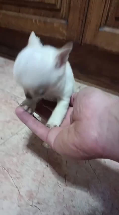 Chihuahua perros en venta: Chihuahua Toy cabeza manzana  - Video 1