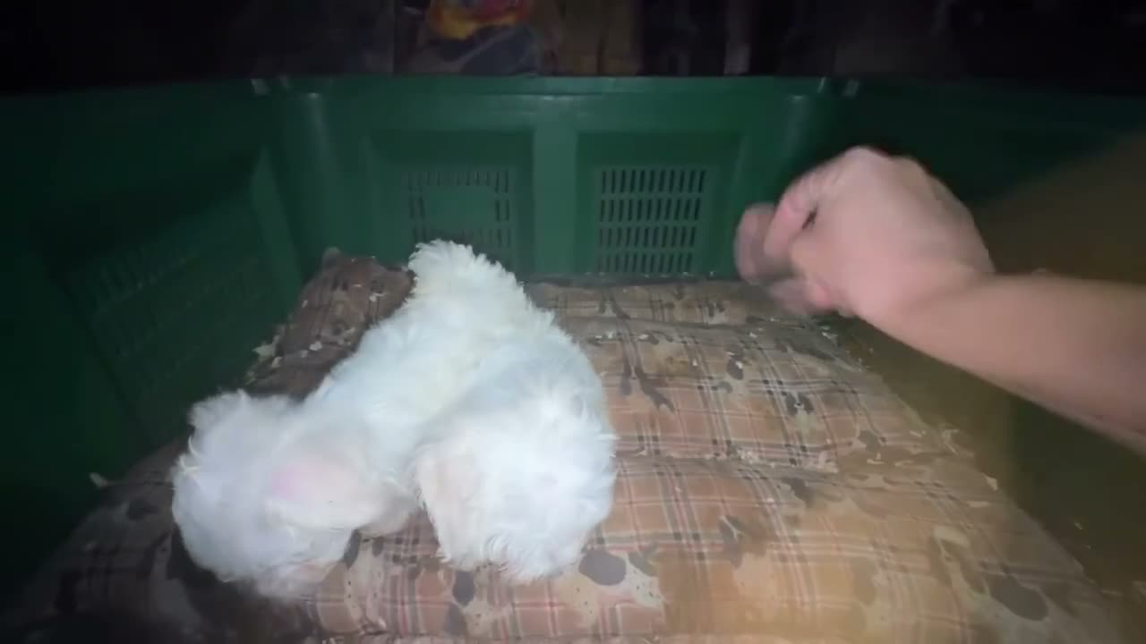 Bichón Maltés perros en venta: Bichon Toy coreano - Video 3