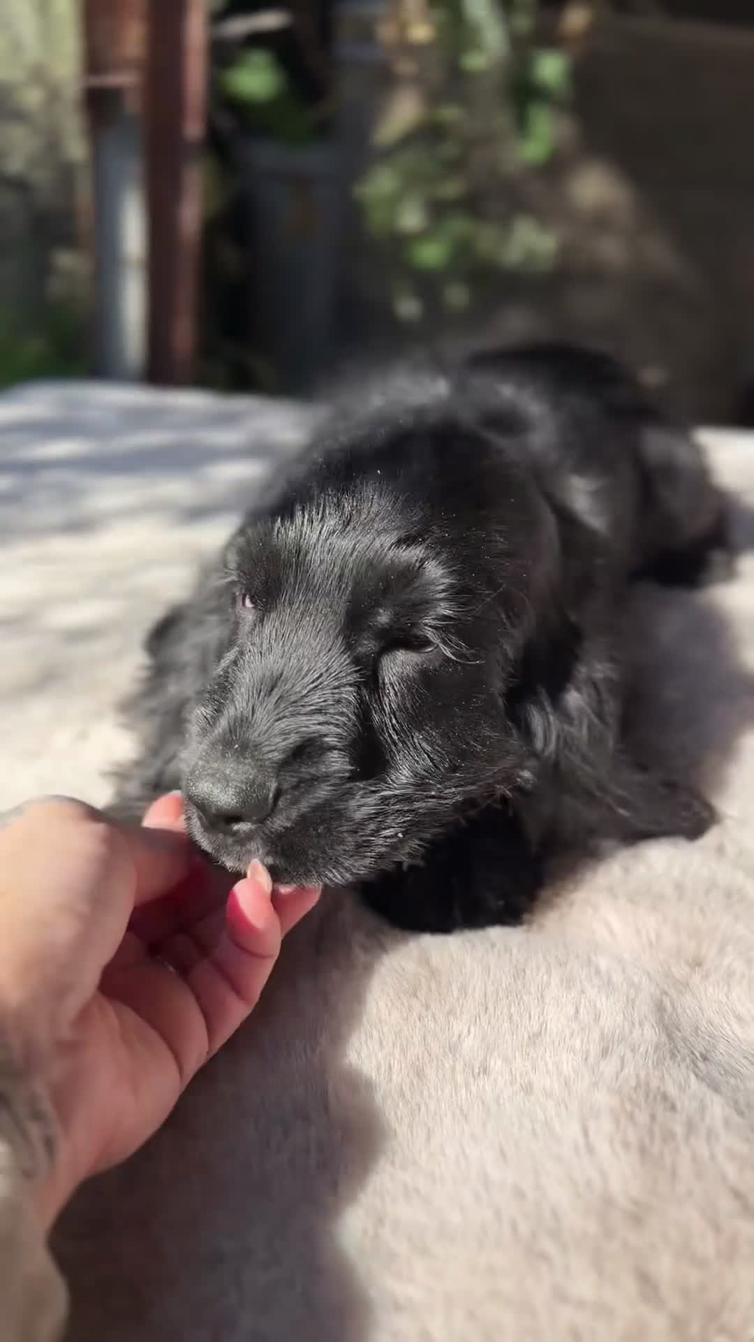 Cocker Spaniel Inglés perros en venta: Cocker negro  - Video 1