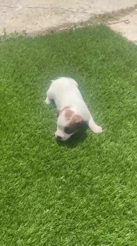 Jack Russell Terrier perros en venta: Jack Russell bebes increíbles patitas cortas  - Video 2