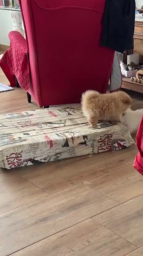 Pomerania perros en venta: Cachorros Pomerania criados en ambiente familiar - Video 2