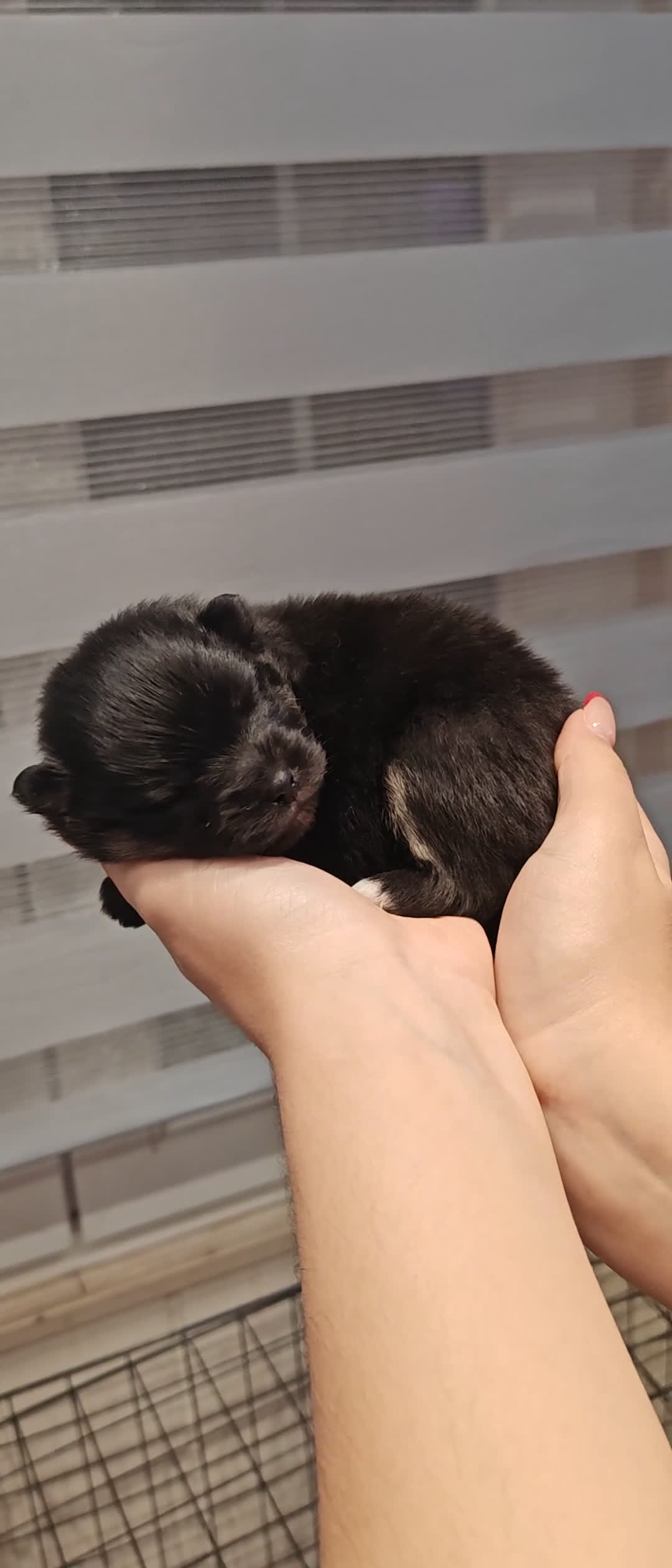 Pomerania perros en venta: Último Machito Pomerania Toy - Video 1