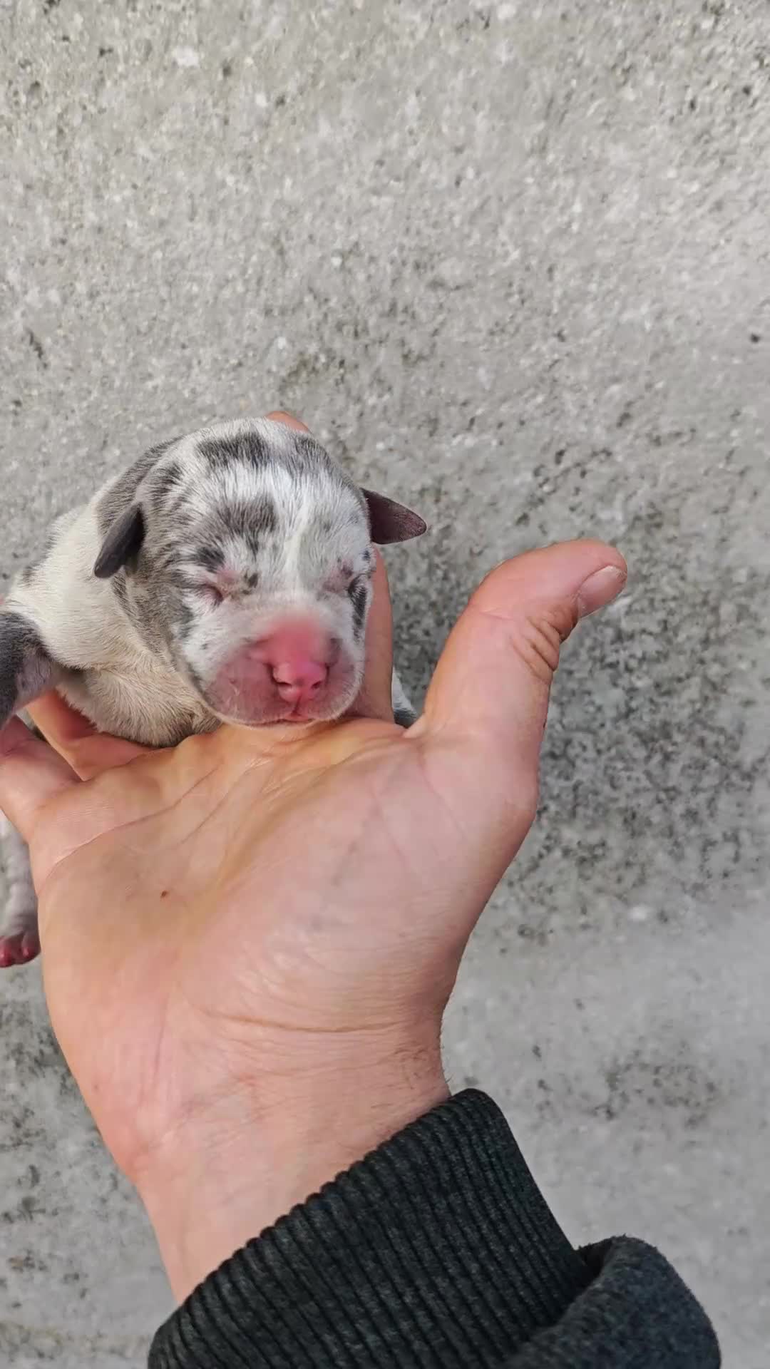 American Bully perros en venta: Bully XL  - Video 2