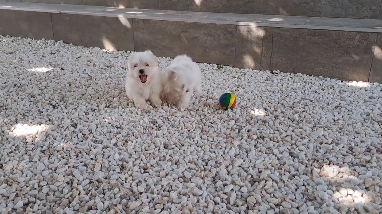 Bichón Maltés perros en venta: Cachorritas de Bichon Maltes  - Video 1