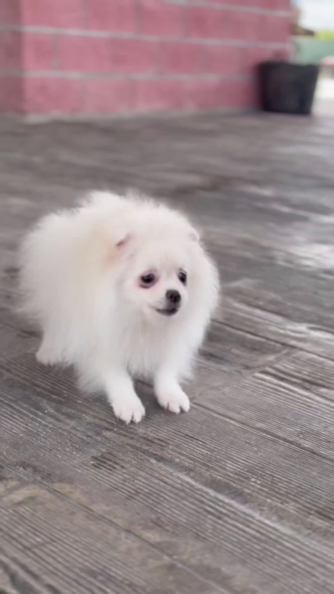 Pomerania perros en venta: 🐾 Froxty – Pomerania macho blanco 🐾 - Video 1