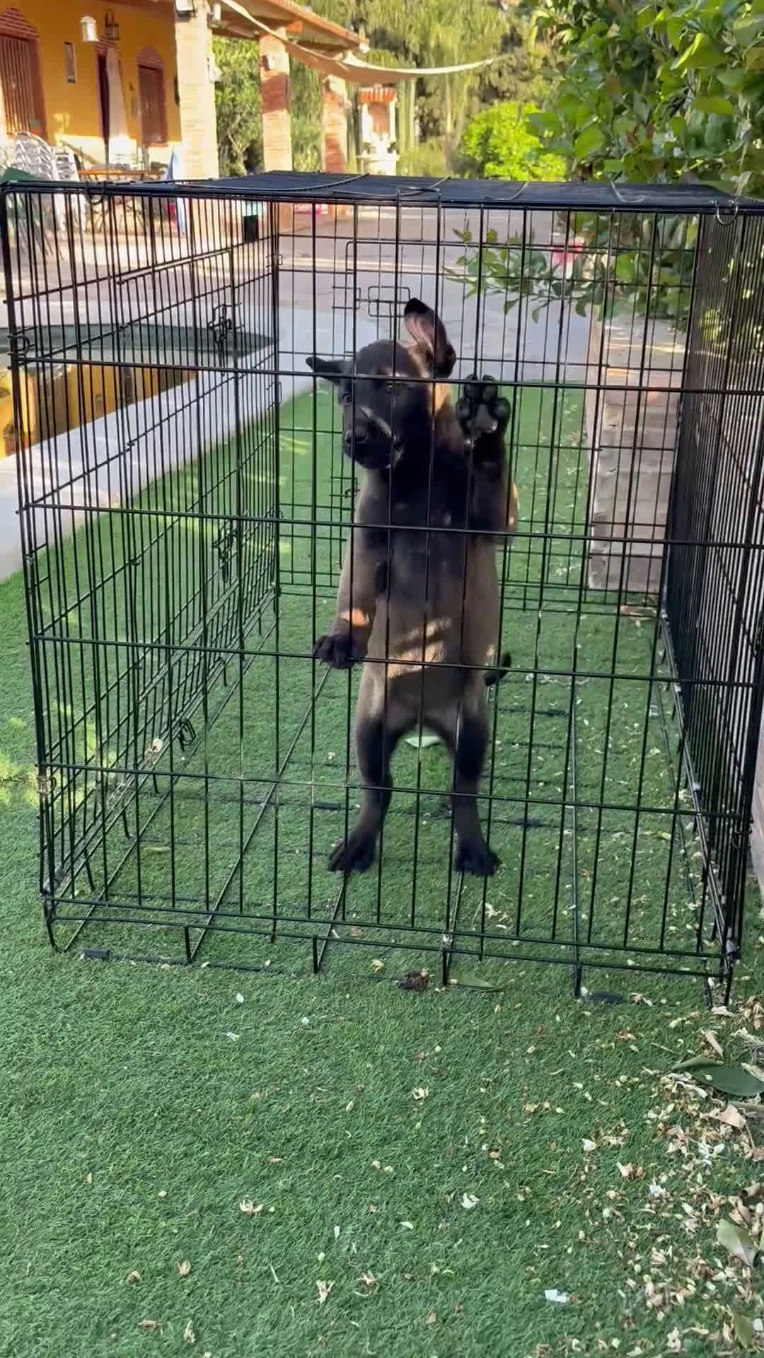 Pastor Belga Malinois perros en venta: Cachorra carbonada  - Video 1