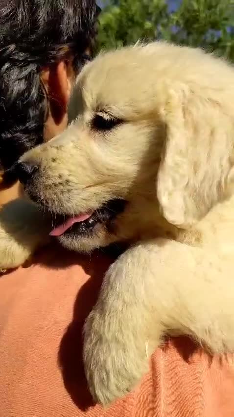 Golden Retriever perros en venta: Preciosos cachorros de golden retriever - Video 3