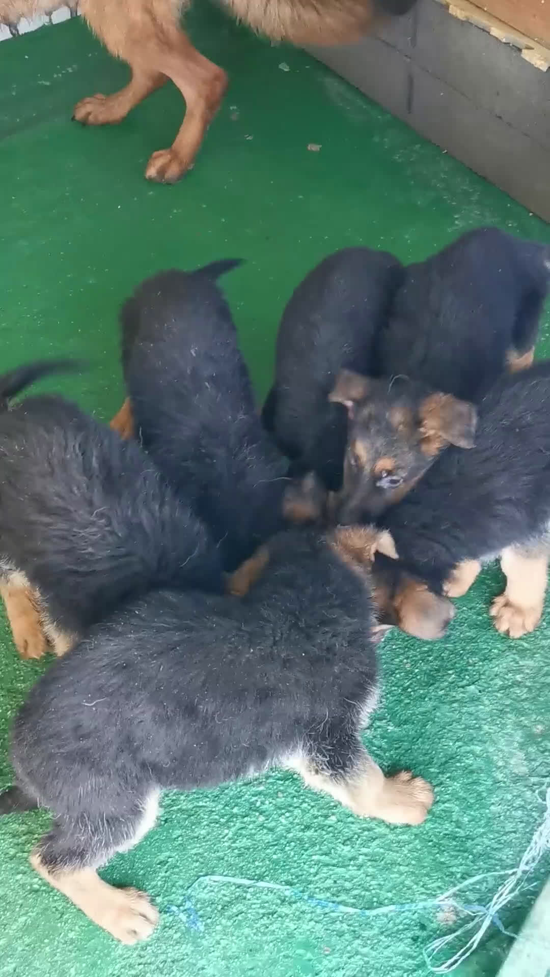 Pastor Alemán perros en venta: CACHORROS PASTOR ALEMÁN  - Video 4
