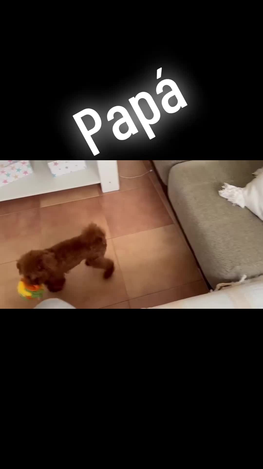 Caniche Toy perros en venta: Caniche Toy muy bonitos !!! - Video 1