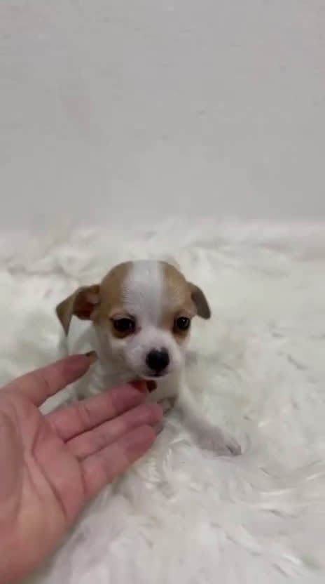 Jack Russell Terrier perros en venta: JACK RUSSELL TERRIER PATA CORTA - Video 1