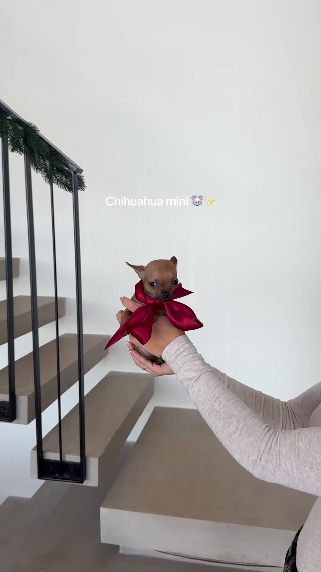 Chihuahua perros en venta: Chihuahua mini - Video 1