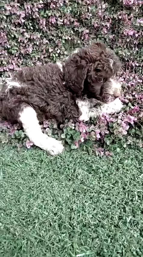 Perro de Agua Español perros en venta: Cachorro perro de agua 🇪🇸 - Video 1